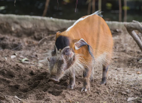 Singapur Hayvanat Bahçesi Kızılırmak domuz (Potamochoerus porcus) arkadaki beyaz bir şerit ile merkezidir