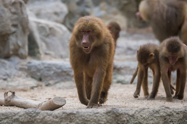 Serious baboon goes on a stone in the Singapore zoo — Φωτογραφία Αρχείου