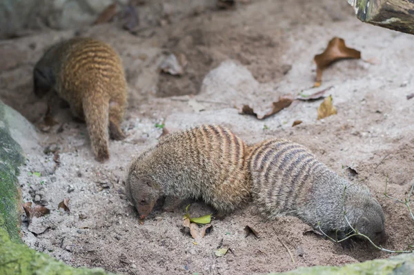 Tres esponjosas mangostas rayadas en el zoológico de Singapur están buscando algo —  Fotos de Stock