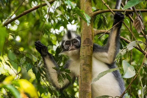 Adult Thomas langurs sitting on a branch and looks among the leaves (Bohorok, Indonesia) Royalty Free Stock Images