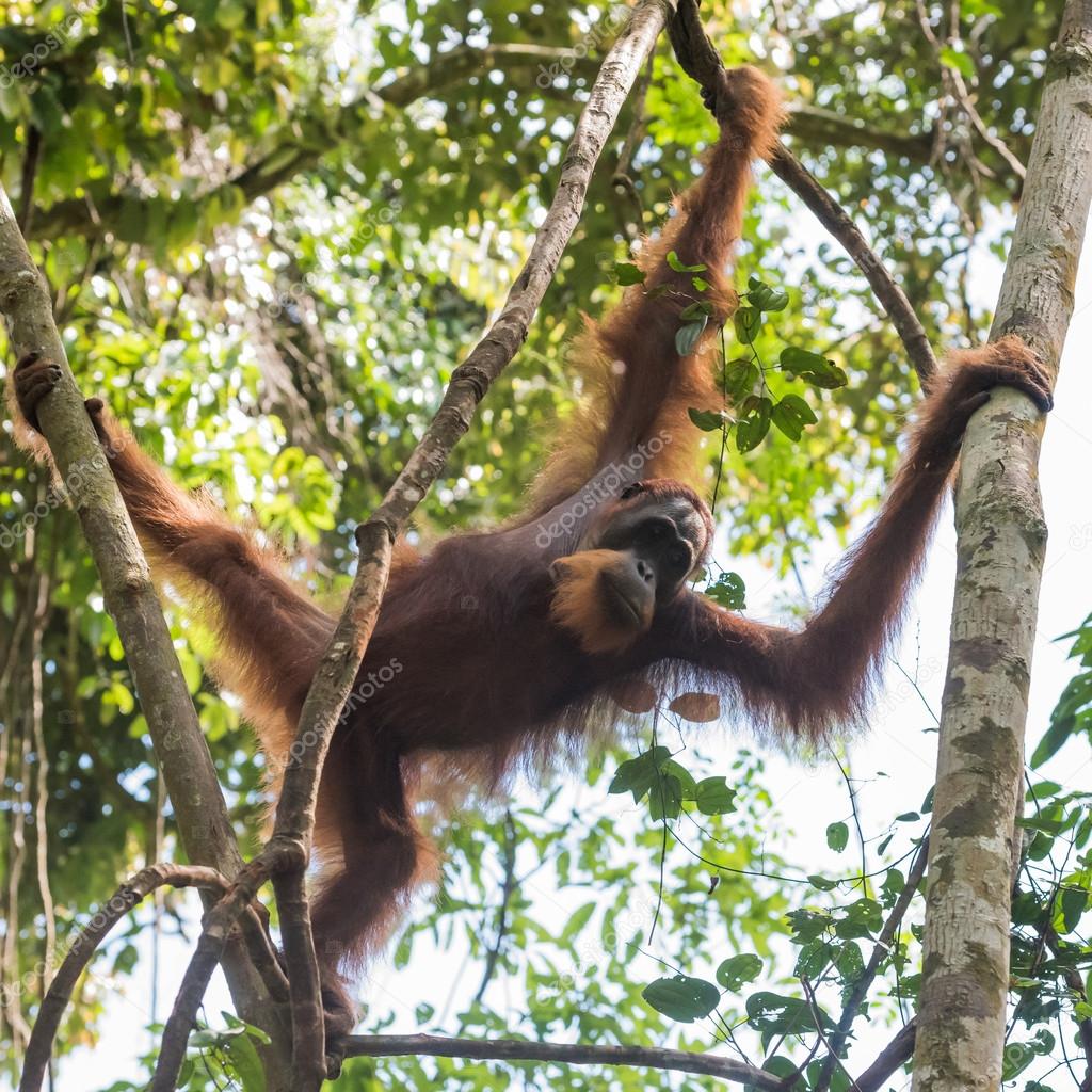 Adult hairy orangutan moves the branches (Bohorok, Indonesia)