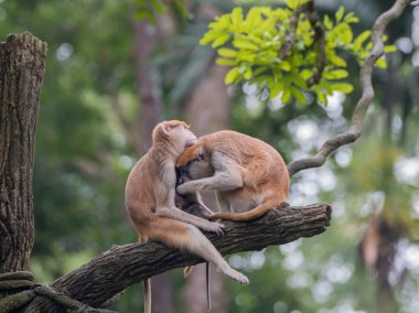 Singapur Hayvanat Bahçesi'nde ahşap arka plan üzerinde bir engel oturan aile-hafif süvari eri maymun