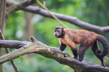 Altın karınlı capuchin Capuchin Singapur bir günlüğüne gider 