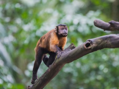 Singapur Hayvanat Bahçesi bir oturum altın karınlı capuchin yükselir