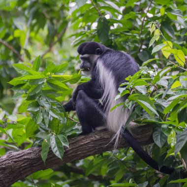 Singapur Hayvanat Bahçesi'nde geniş bir ışın colobus oturur