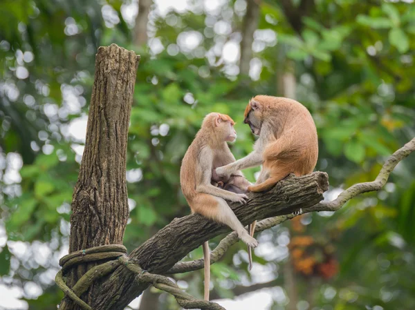 Macacos Hussar-família sentados no alto de um obstáculo em um fundo de madeira no Jardim Zoológico de Singapura — Fotografia de Stock