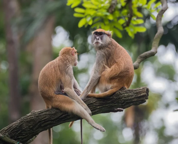 Três macacos-Hussar sentados no alto de um obstáculo no Jardim Zoológico de Singapura — Fotografia de Stock