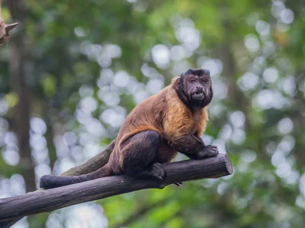 Colobus siede su un ampio fascio allo zoo di Singapore — Foto Stock