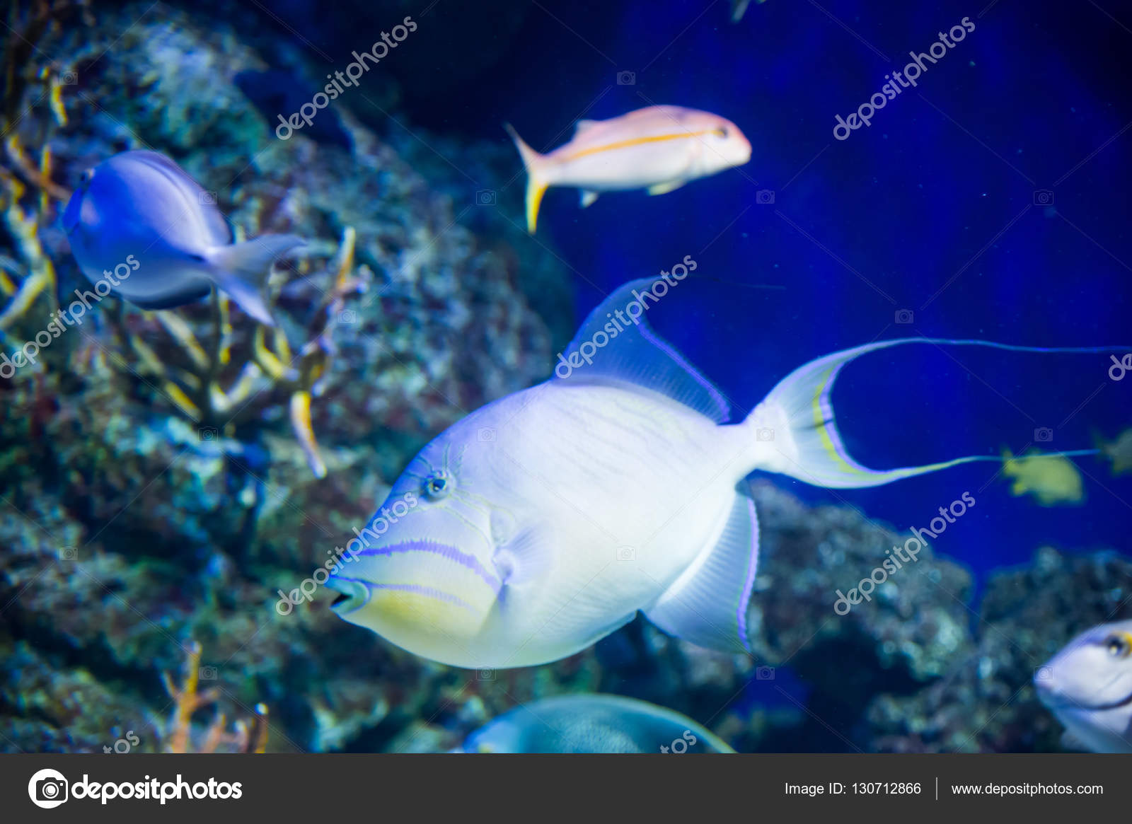 Unduh 76 Koleksi Background Aquarium White Gratis