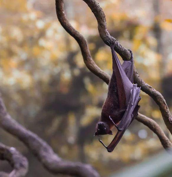 Cute bat hanging upside down on a branch on a yellow-brown background (Singapore)