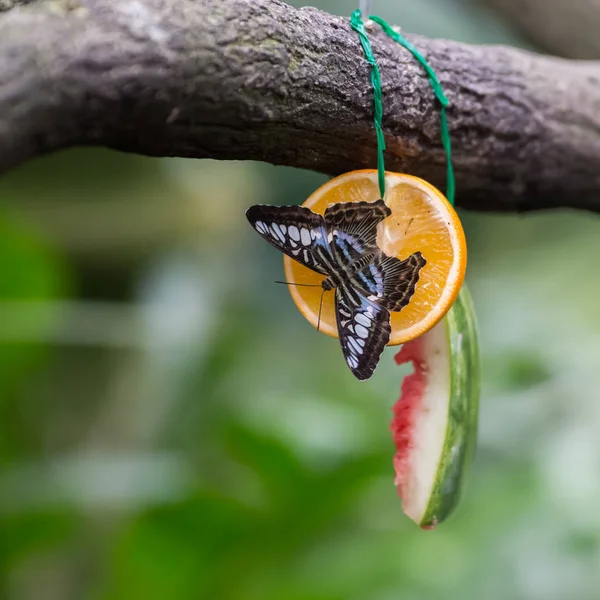 Hermoso negro con mariposa blanca y azul se sienta en naranja junto a la corteza de sandía que cuelga de una rama (Singapur ) — Foto de Stock