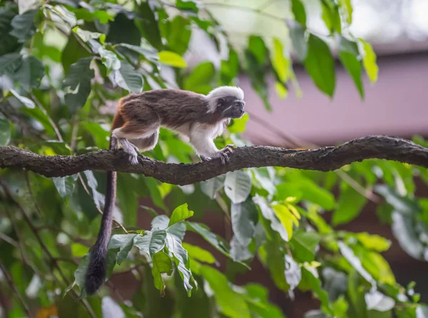 Pequeños tamarines esponjosos Edipo corriendo a través del árbol Werke en el zoológico de Singapur —  Fotos de Stock