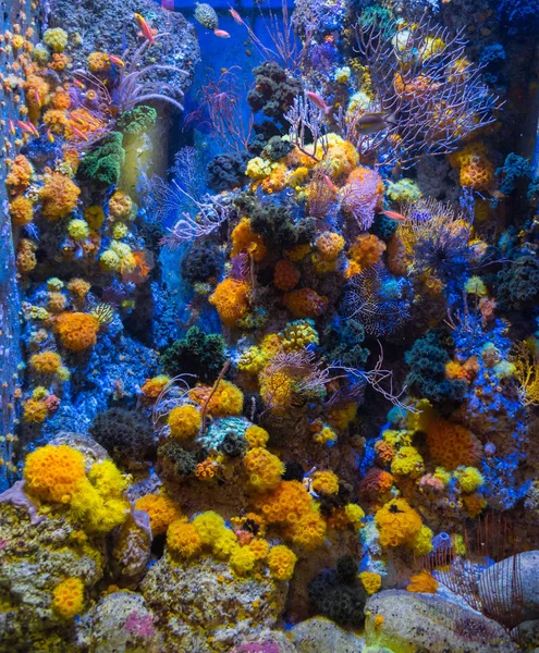Ljusa gula koraller i ett akvarium med blå fisk (Singapore) — Stockfoto