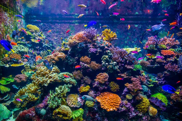 Une variété de poissons se déplacent sur fond de polypes coralliens et dans le monde sous-marin d'un grand aquarium (Singapour ) — Photo