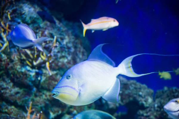 Large white fish swimming in an aquarium close-up on a background of other fish (Singapore)