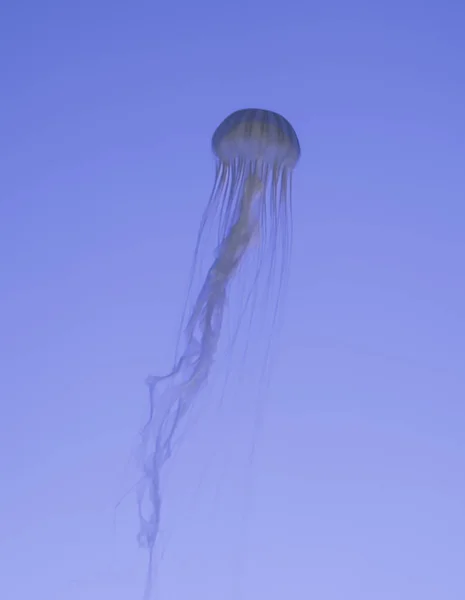 As medusas translúcidas nadam nas águas límpidas (Oceanarium Singapore ) — Fotografia de Stock