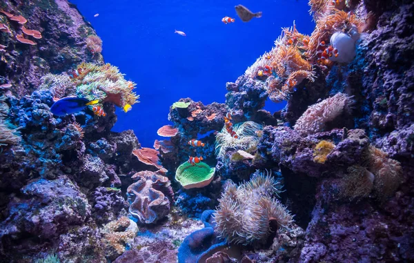 O mundo subaquático é um aquário com peixes e corais com fundo azul (Cingapura ) — Fotografia de Stock