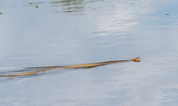 Pequeña serpiente delgada flota en la superficie de un río en Kumai (Indonesia ) —  Fotos de Stock