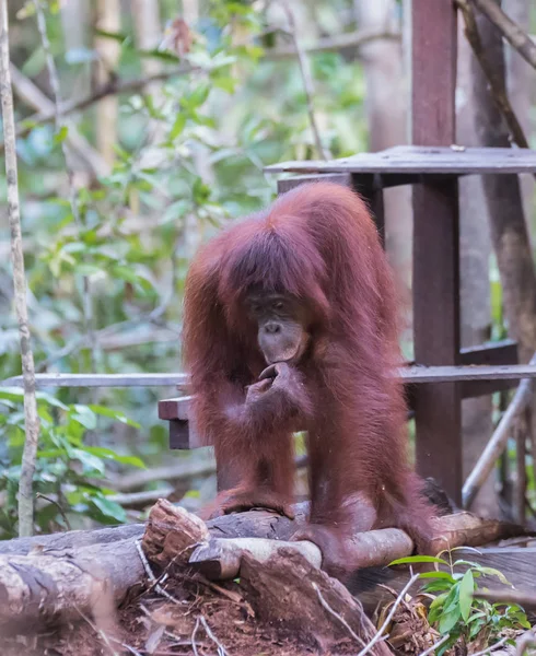 Ahşap güverte ve düşünüyor (Kumai, Endonezya yakınındaki bir engel üzerinde kabarık orangutan duran) — Stok fotoğraf