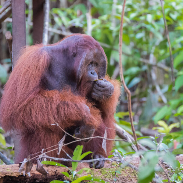 Fluffy adult orangutan sits on a snag and tastes leaf (Kumai, Indonesia)