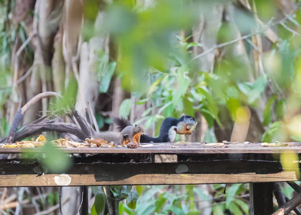 Маленькі пухнасті сірі білки і Прево білка сидить на дерев'яні платформи і з'їсти (Kumai, Індонезія) — стокове фото