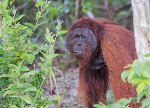 The big good-natured red orangutan is in thought (Kumai, Indones