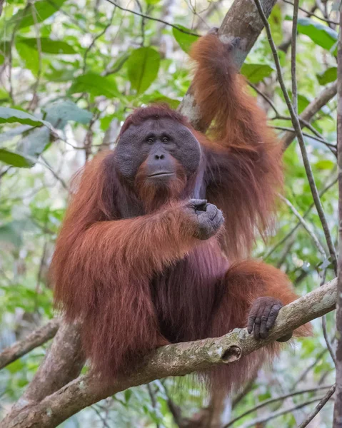 The big good-natured red orangutan sits on a branch and looking straight (Kumai, Indonesia)