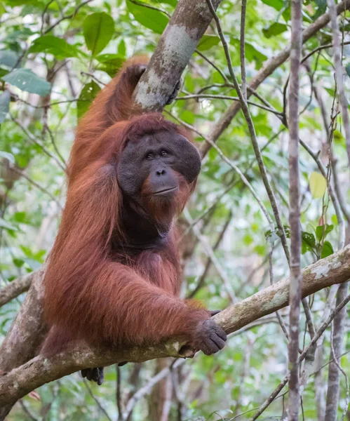 The big good-natured red orangutan sits on a branch and looks as ide (Kumai, Indonesia)