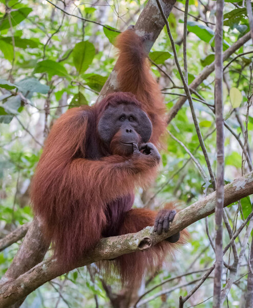 The big good-natured red orangutan sitting on a branch and looking to the side (Kumai, Indonesia)