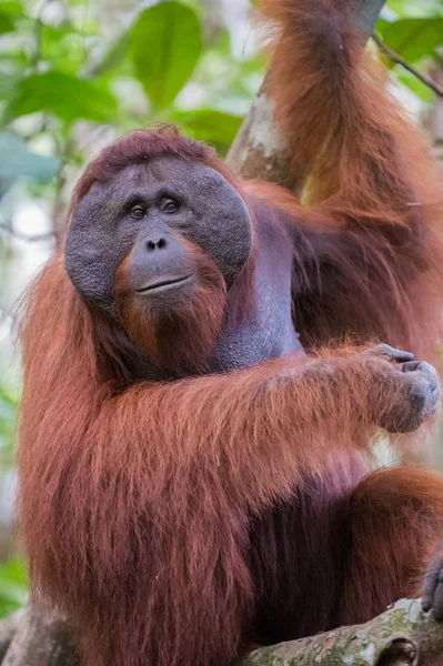 El gran orangután rojo de buen carácter se sienta en las ramas de cerca (Kumai, Indonesia ) —  Fotos de Stock