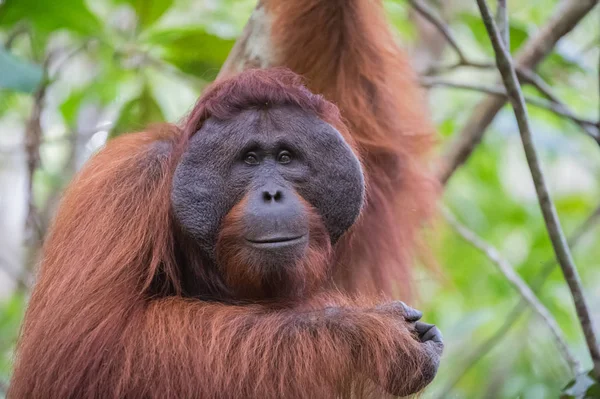 Bir ağaç (Kumai, Endonezya dallarda oturan bir geniş namlu ile büyük iyi huylu kırmızı orangutan) — Stok fotoğraf