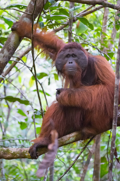 The big good-natured red orangutan sits on a branch and holding paw over the other (Kumai, Indonesia)