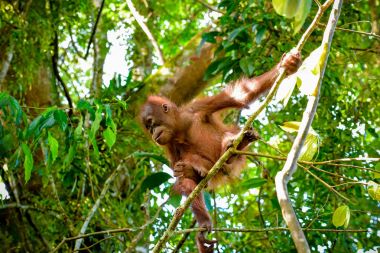 Bebek orangutan (Sumatra, Endonezya atlayacak)