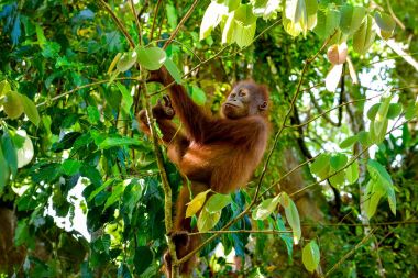 Bebek orangutan bir şube tutar ve (Sumatra, Endonezya görünüyor)