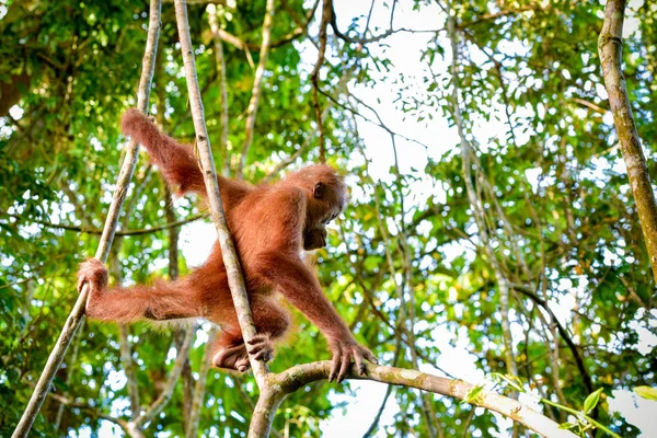 Orang Utan Baby Wandert Von Einem Zweig Zum Anderen Sumatra — Stockfoto