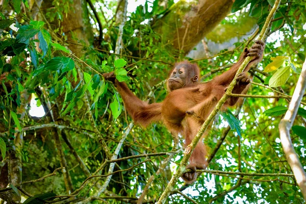 Orang Utan Baby Greift Nach Einem Ast Sumatra Indonesien — Stockfoto