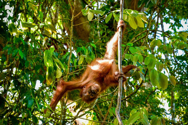 Baby Orangutan hangs upside-down (Суматра, Индонезия)
)