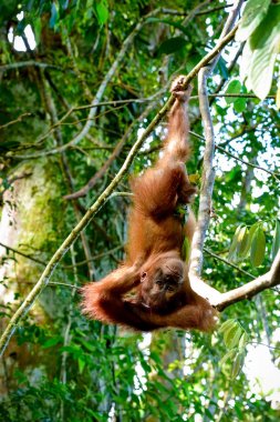 Orangutan (Sumatra, Endonezya baş aşağı rahatlatıcı bebeğim)