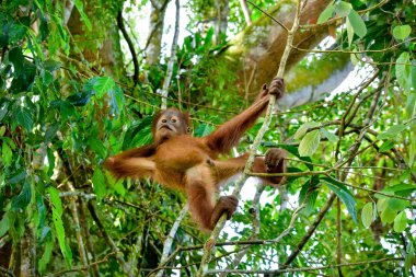 Ağaç (Sumatra, Endonezya gösteriş bebek orangutan)