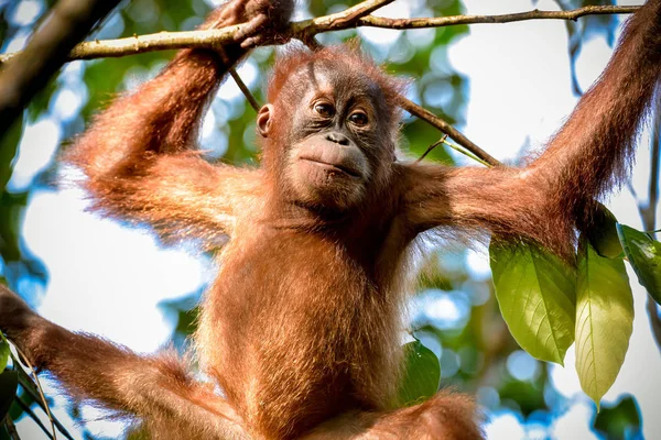 Bebek orangutan (Sumatra, Endonezya ağaçta portresi)