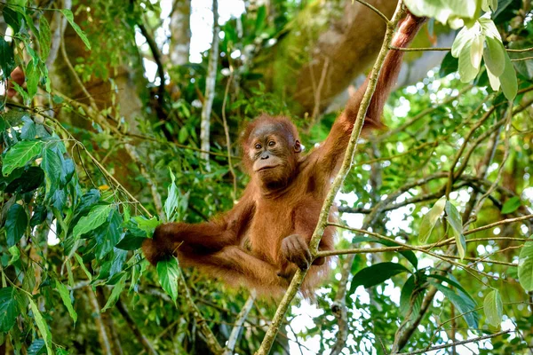 Meditasyon şube (Sumatra, Endonezya sahip bebek orangutan)