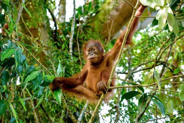 Орангутанг, медитирующий на ветке (Суматра, Индонезия)
)