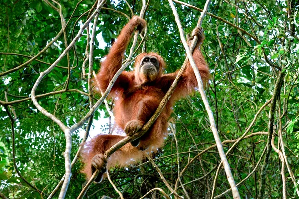Yetişkin orangutan (Pongo) dalları (Sumatra, Endonezya dayanabiliyor taşıma)