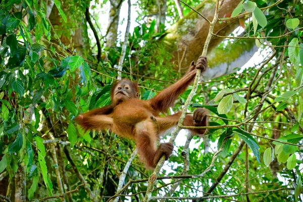 Orang Utan Baby Prahlt Auf Dem Baum Sumatra Indonesien — Stockfoto