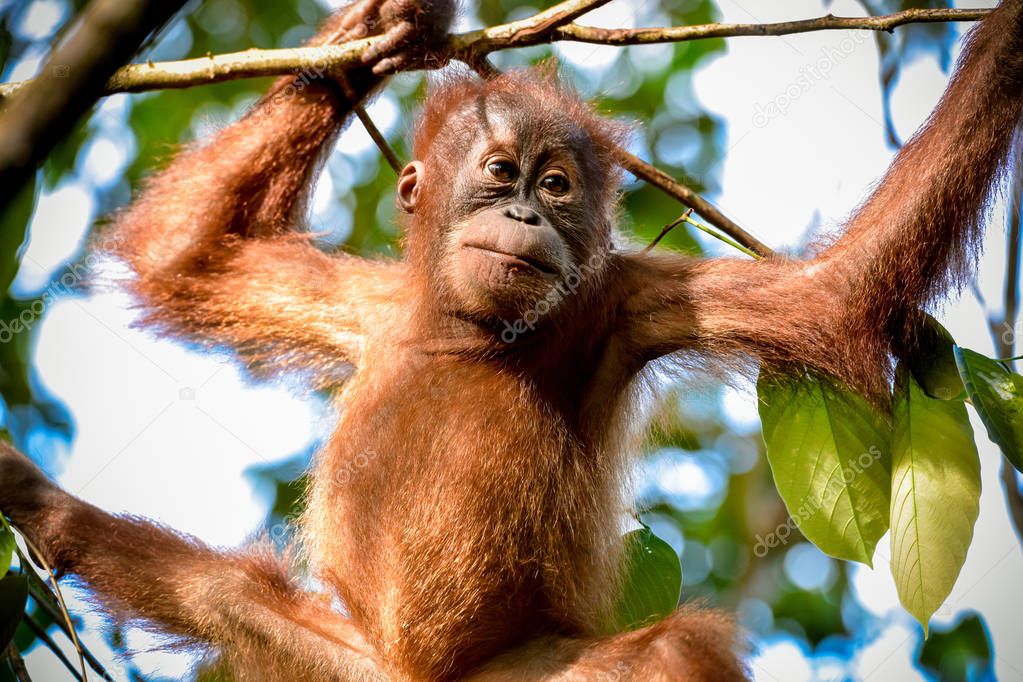 Portrait of baby orangutan on the tree (Sumatra, Indonesia)