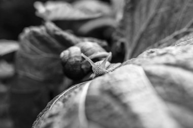 küçük salyangoz çimen