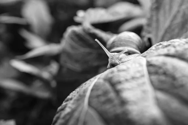 Little snail in grass — Stock Photo, Image