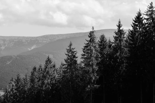 Árboles de bosque y montañas —  Fotos de Stock