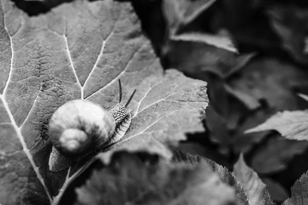 Fotografie malého šneka v trávě — Stock fotografie