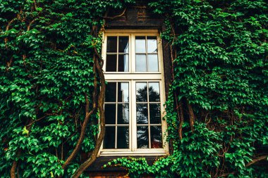 yapraklarla kaplı duvar